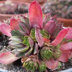 Sempervivum - Dachwurz - Hauswurz